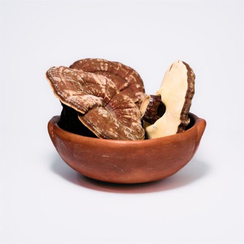Hongo reishi